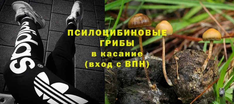 Псилоцибиновые грибы Psilocybe  дарнет шоп  Камызяк 